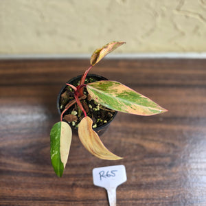#R65 Philodendron Strawberry Shake