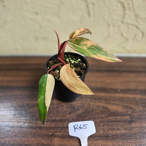 #R65 Philodendron Strawberry Shake