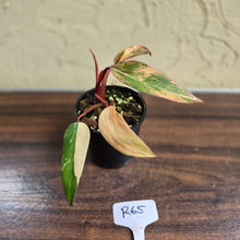 Load image into Gallery viewer, #R65 Philodendron Strawberry Shake