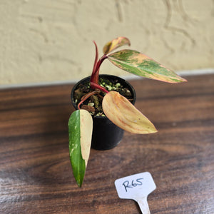 #R65 Philodendron Strawberry Shake