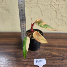 Load image into Gallery viewer, #R65 Philodendron Strawberry Shake