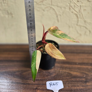 #R65 Philodendron Strawberry Shake