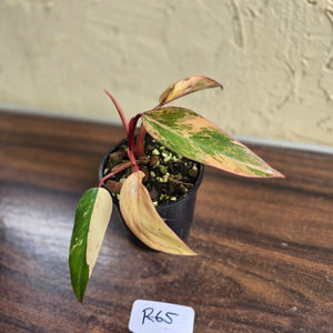 #R65 Philodendron Strawberry Shake