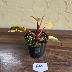 #R65 Philodendron Strawberry Shake