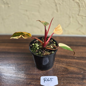 #R65 Philodendron Strawberry Shake