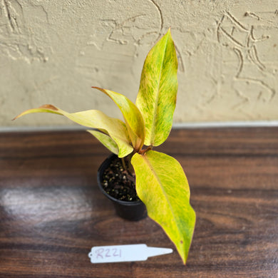#R221 Philodendron Orange Marmalade