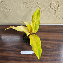 Load image into Gallery viewer, #R221 Philodendron Orange Marmalade