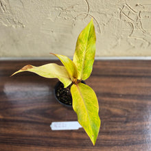Load image into Gallery viewer, #R221 Philodendron Orange Marmalade