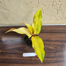 Load image into Gallery viewer, #R221 Philodendron Orange Marmalade