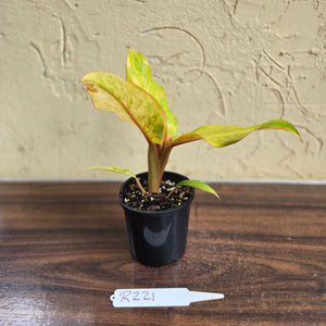 #R221 Philodendron Orange Marmalade