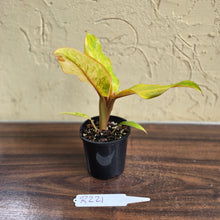 Load image into Gallery viewer, #R221 Philodendron Orange Marmalade