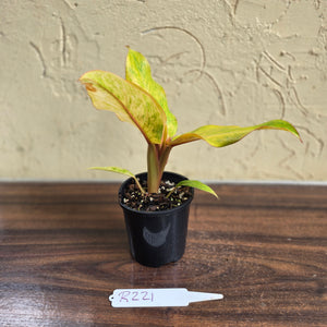 #R221 Philodendron Orange Marmalade