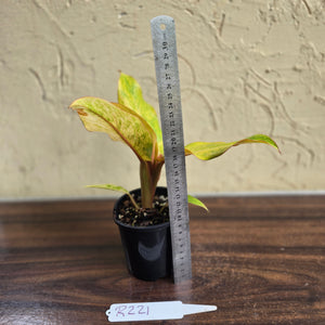 #R221 Philodendron Orange Marmalade