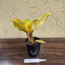 Load image into Gallery viewer, #R221 Philodendron Orange Marmalade