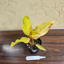 Load image into Gallery viewer, #R221 Philodendron Orange Marmalade