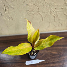 Load image into Gallery viewer, #R221 Philodendron Orange Marmalade