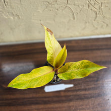 Load image into Gallery viewer, #R221 Philodendron Orange Marmalade