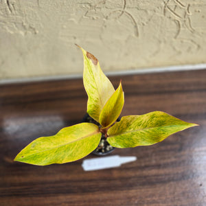 #R221 Philodendron Orange Marmalade