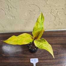 Load image into Gallery viewer, #R8 Philodendron Orange Marmalade
