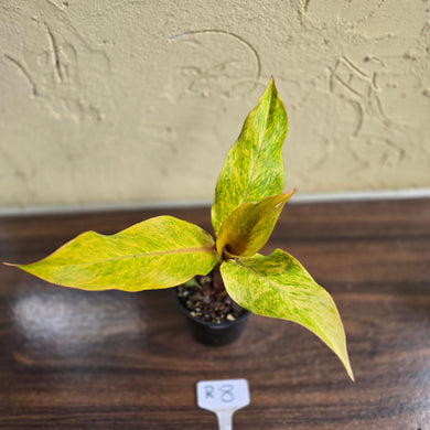 #R8 Philodendron Orange Marmalade