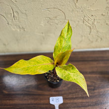 Load image into Gallery viewer, #R8 Philodendron Orange Marmalade