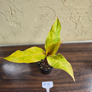 #R8 Philodendron Orange Marmalade