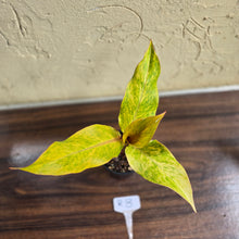 Load image into Gallery viewer, #R8 Philodendron Orange Marmalade
