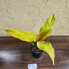Load image into Gallery viewer, #R8 Philodendron Orange Marmalade