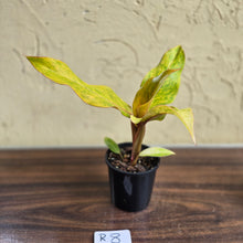 Load image into Gallery viewer, #R8 Philodendron Orange Marmalade