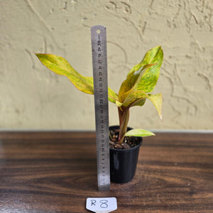 #R8 Philodendron Orange Marmalade