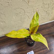 Load image into Gallery viewer, #R8 Philodendron Orange Marmalade
