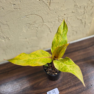 #R8 Philodendron Orange Marmalade