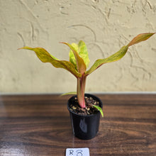 Load image into Gallery viewer, #R8 Philodendron Orange Marmalade