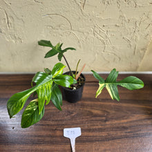 Load image into Gallery viewer, #D18 Philodendron Florida Beauty