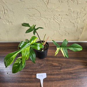 #D18 Philodendron Florida Beauty