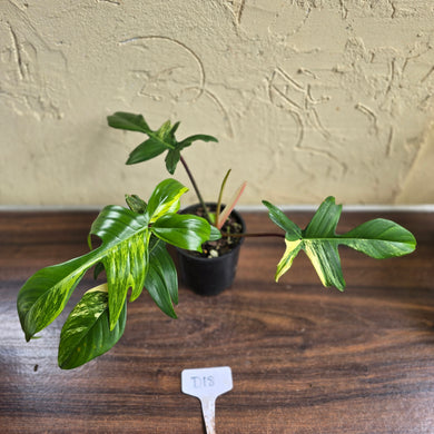 #D18 Philodendron Florida Beauty