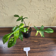 Load image into Gallery viewer, #D18 Philodendron Florida Beauty