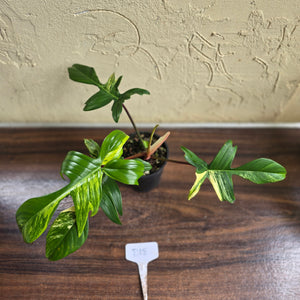 #D18 Philodendron Florida Beauty