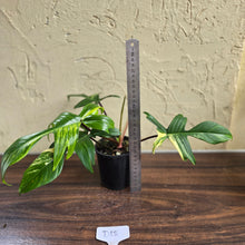 Load image into Gallery viewer, #D18 Philodendron Florida Beauty