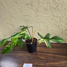Load image into Gallery viewer, #D18 Philodendron Florida Beauty