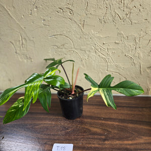 #D18 Philodendron Florida Beauty