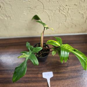 #D18 Philodendron Florida Beauty
