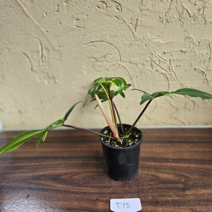 #D18 Philodendron Florida Beauty