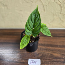 Load image into Gallery viewer, #D48 Philodendron Furcatum