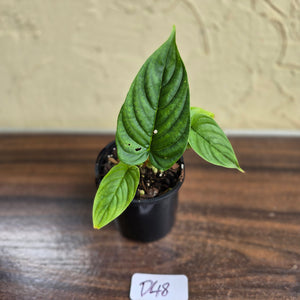 #D48 Philodendron Furcatum