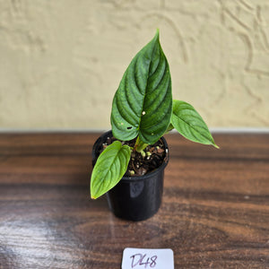 #D48 Philodendron Furcatum