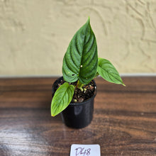 Load image into Gallery viewer, #D48 Philodendron Furcatum