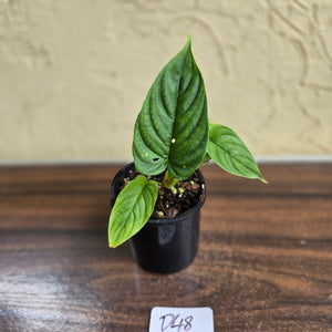 #D48 Philodendron Furcatum