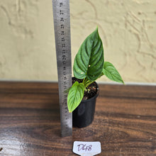 Load image into Gallery viewer, #D48 Philodendron Furcatum
