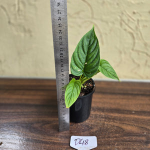 #D48 Philodendron Furcatum